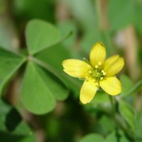 Oxalis corniculata L.